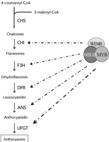 Fig. 1:  Transcriptional regulation of anthocyanin biosynthesis in Prunus persica by MYB transcription factor