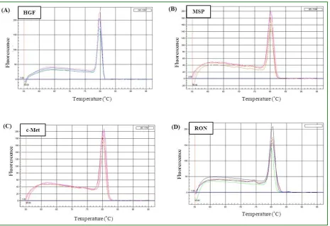 Fig. 4: Melt-curve analysis for HGF, MSP and their receptors, c-Met and RON. Melt-curves were generated by real-time PCR for HGF (A), MSP (B), c-Met (C) and RON (D) from five different non-balding hair follicle samples