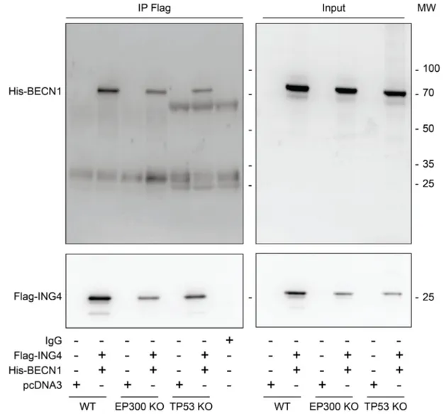 Figure 2: EP300 or TP53 are dispensable for the interaction between ING4 and BECN1. Co-immunoprecipitation of  BECN1 with ING4