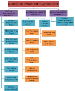Table 2. Methods of evaluation of angiogenesis (Curtsey to Yousaf M.Q.) 