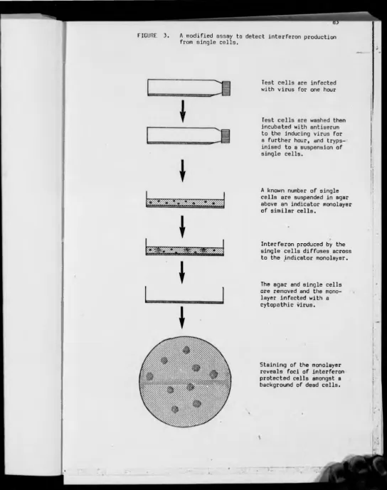 FIGURE 3. A modified assay to detect interferon production from single cells.