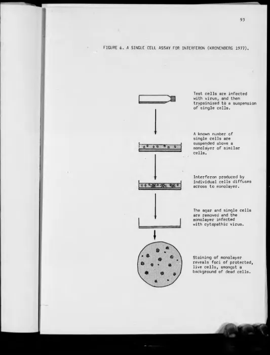 FIGURE It.A SINGLE CELL ASSAY FOR INTERFERON (KRONENBERG 1977).