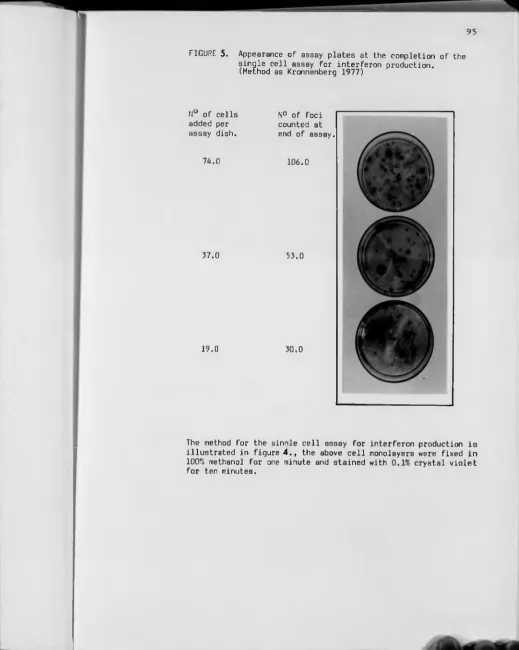 FIGURE 5 .Appearance of assay plates at the completion of the single cell assay for interferon production.