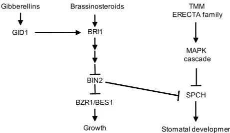 Fig. 3. Model of the genetic and hormonal control of stomatal devel-opment in the hypocotyl