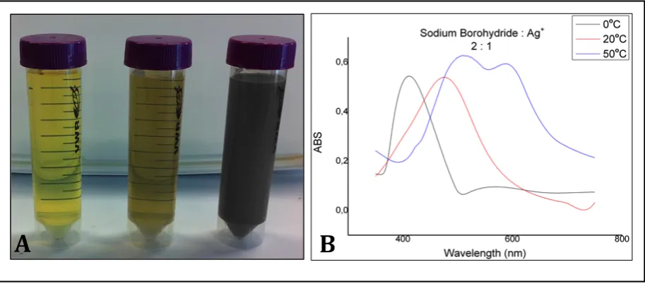 Figure 3.16. 2:1 ratio of sodium borohydride : Ag+. Reaction temperature from left to right:  0°C, 20°C and 50°C (A) and the UV-Vis characterization of the 2:1 ratio at reaction temperatures 0°C, 20°C and 50°C (B)