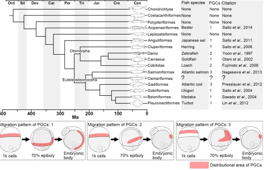 Fig. 1. Phylogenetic tree of fishes and migration behavior of primordial germ cells (PGCs) in each species