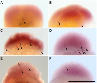Fig. 1). Embryological studies have indicated that 
