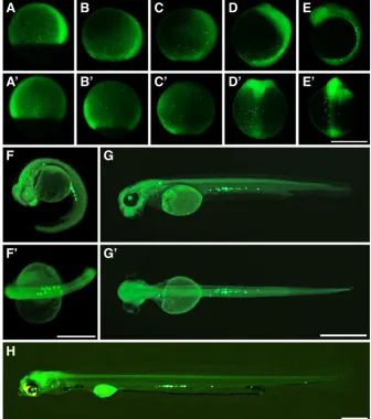 Fig. 3. Migration route of primordial germ cells (PGCs) during gastrula, segmentation and hatching period