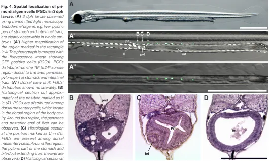 Fig. 4. Spatial localization of pri-