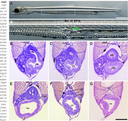 Fig. 5. Formation of gonad in 1 mph larvae.  (A) Whole image of 1 mph larvae. The swim bladder can be seen