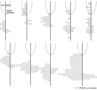 Fig. 6. Right-left asymmetry of primordial germ cell (PGC) distribution at the 1 mph stage.Number of PGCs in the right and left gonads (indicated on the right and left of the vertical line) in 8 mm serial sections from 9 individuals