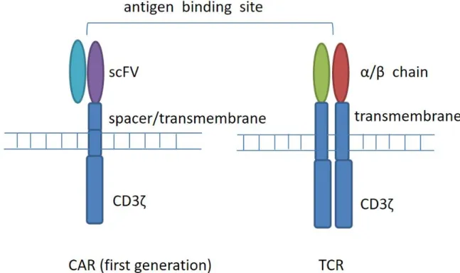 Figure 1: T-cell receptor (TCR) and chimeric antigen receptor (CAR) structure.  CARs are composed of a membrane-distal  single-chain variable fragment (scFv), a spacer domain, a transmembrane domain, and intracellular signaling/activation domain