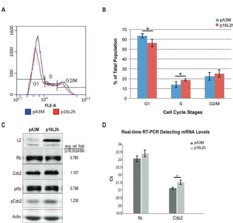 Figure 1: HPV16 L2 expression drives HaCaTs to S phase and affects Rb and Cdc2 expression and phosphorylation