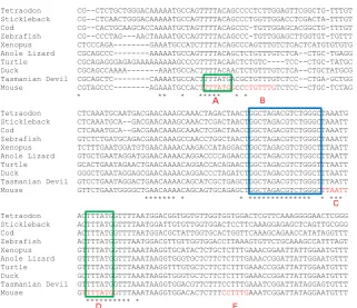 Fig. 1 shows that the mouse Hoxc8the motif GGCTAGACGTCTGGGC which is highly conserved from fish to mammals (blue box)