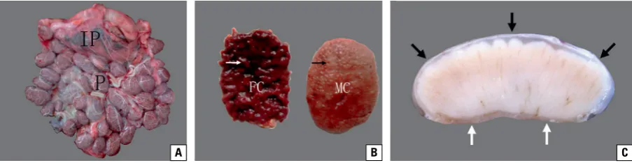 Figure 1. Anatomical observation of yak placenta during gestation; and interplacentomes (IP); villi (white arrow) were within the corresponding caruncular crypts (black arrow); A