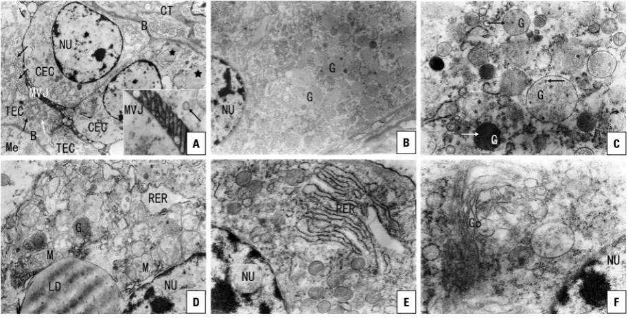 Figure 4. TEM micrographs of yak placentome; (×12000); junction (MVJ) and rested on a well-developed basement membrane (B)