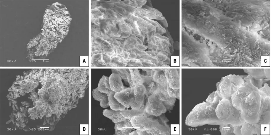 Figure 5. Scanning electron microscopy (SEM) micrographs of yak placentome; ment of the central part of the villous trees shown in panel A