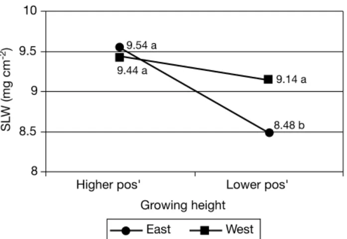Table 4. Influence of treatment and growing height on spe- spe-cific leaf weight (SLW, mg cm -2 ) in both years
