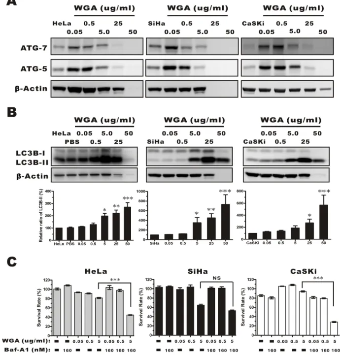 Figure 4: Evaluation of autophagy by monitoring ATG-5, -7, and the conversion LC3B-I to LC3B-II in whole protein  extracts from HeLa, SiHa, and CaSKi cells treated with WGA at the indicated concentrations