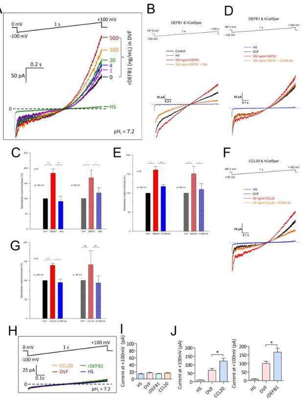 Figure 2: Activation of CatSper currents by CCR6 ligands in human sperm.  (A-G) Representative patch-clamp recording  (A, B &amp;D) of whole-cell currents in normal human sperm elicited from a holding voltage of 0 mV by 1s voltage ramp from -100 to +100  m