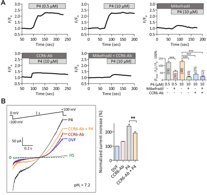 Figure 4: Involvement of CCR6 receptor in progesterone-induced Ca 2+  influx in human sperm