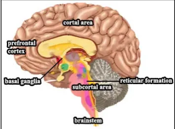 Figure 1: Simple representation of the relevant brain areas. 