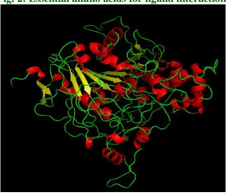 Fig. 2: Essential amino acids for ligand interaction. 