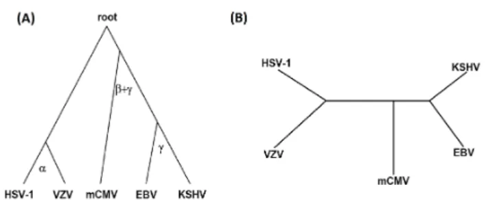 Fig. 1. Phylogeny of the five investigated herpesviruses. (A) The “gold standard” tree (McGeoch and Gatherer, 2005; McGeoch et al., 2006); (B) Unrooted phylogenetic tree reconstructed from edge correctness scores of topological alignments produced by M-GRA