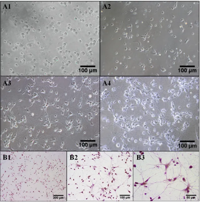 Figure 1: The morphology of primary cultured rat hippocampus neurons.  (A1, A2, A3, A4) After cultured for 1 d, 3 d, 5 d, 7 d,  representative photographs were taken under inverted microscope and chosen to show the morphology of primary cultured rat hippoc