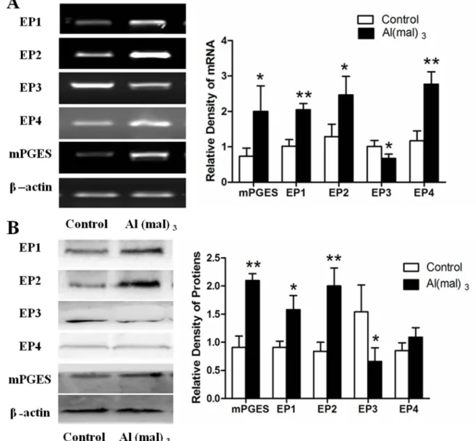Figure 4: mPGES-1 and EP 1-4  mRNAs and proteins expression in primary cultured hippocampus neuron