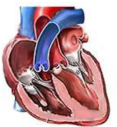 Fig. 1.  https://archive.ics.uci.edu/ml/datasets/Heart+Disease (Image  courtesy of UCI Machine Learning Repository) 
