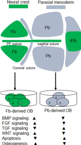 Fig. 1. Diagram of tissue origins in the skull vault and distinct features of tissue-derived osteoblasts activities