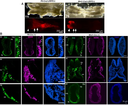 Fig. 2. Differences in neural crest cell labeling using P0-Cre and Wnt1-Cre at E8.5 (modified from our publication, Chen et al., 2017)