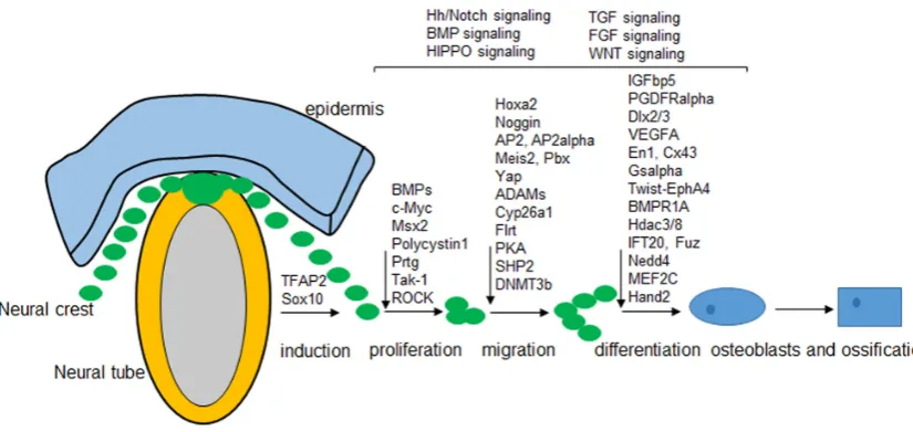 Fig. 3. The proposed gene regulatory network that may be involved in the regulation from neural crest patterning to skull development