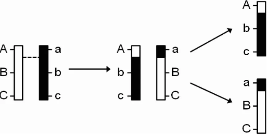 Figure 1.1: A pair of chromosomes exchange segments via crossing over. The broken line shows the crossover point.