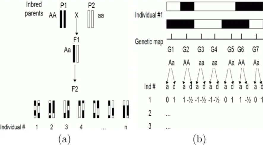 Figure 1.3: (a) F 2 mating design; (b) Converting genotype data to numerical values