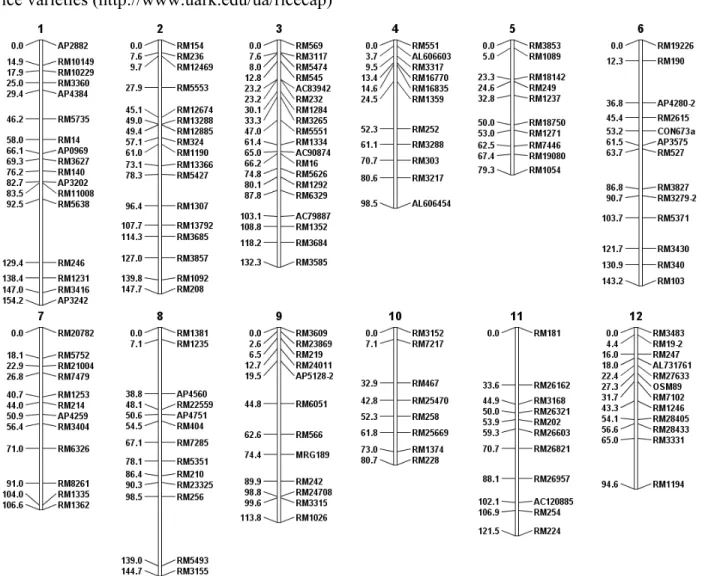 Figure 1.2  A rice linkage map.   