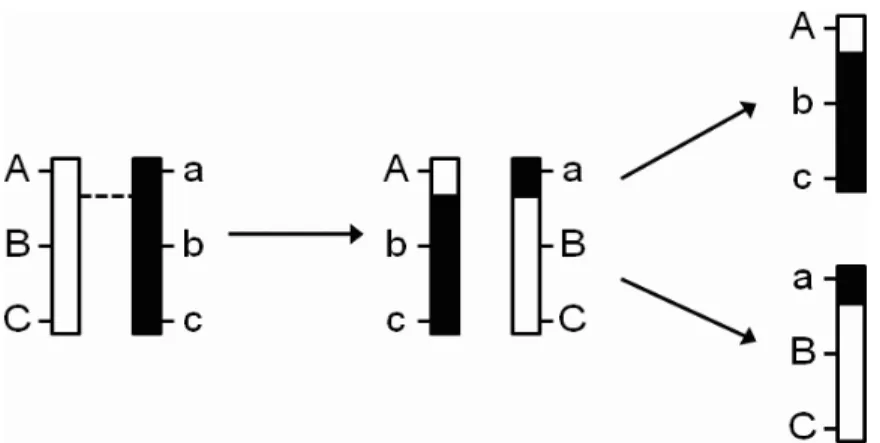 Figure 1.1: A pair of chromosomes exchange segments via crossing over. The broken line shows the crossover point.