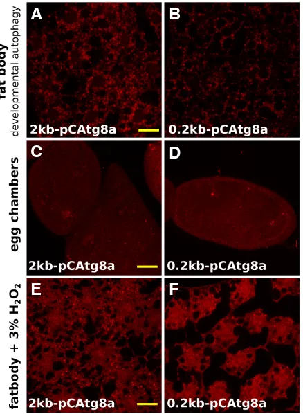 Fig. 4 (Top). Expression of mCherry-Atg8a driven by Atg8a promoter fragments during developmental autophagy, basal autophagy and in oxidative stress