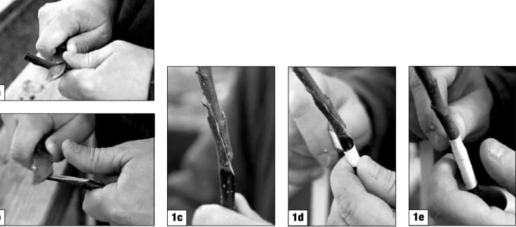 Figure 1. Preparing and performing bench grafting.