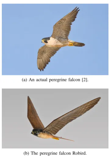 Fig. 1.A comparison between a peregrine falcon (a) and its roboticcounterpart (b).