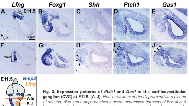 Fig. 3. Expression patterns of Ptch1 and Gas1 in the cochleovestibular ganglion (CVG) at E11.5