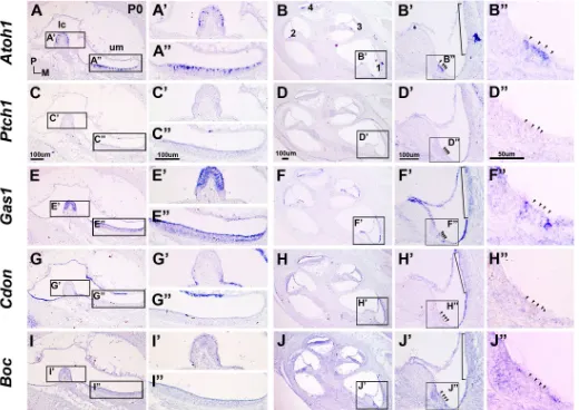 Fig. 6. Expression patterns of hedgehog co-receptors in the middle ear. in the joints and annular ligaments Acan is expressed in the middle ear ossicles (A,G), and Gdf5 is expressed (B,H)