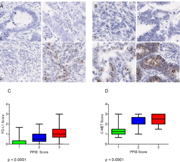 Figure 6: (A) Varying levels of PD-L1 expression (0-3) in CRC TMA cores.  ( B) Varying levels of MET expression (0-3) the CRC  TMA cores