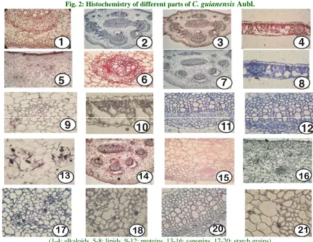 Fig. 2: Histochemistry of different parts of C. guianensis Aubl.                           