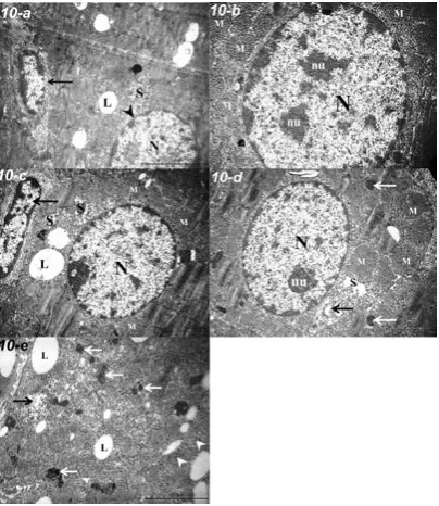 Table 3. Optical density of Ki67 immunoreactivity in 
