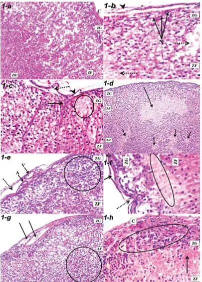Figure 1. Sections of the ZG and ZF (Htion (arrow) and indentation (dotted arrow). Note an area of degenerated ghost cells (circle) in a rat group II-a (×400)