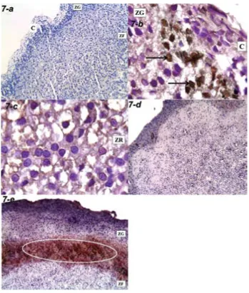 Figure 7. Immunoreactivity in the different groups (Ki67); a. Absence of immunoreactivity in a rat group I-a (×200)