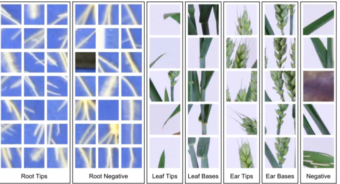 Figure  2:  Example  training  and  validation  images  from  our root  tip  and  shoot  feature  datasets