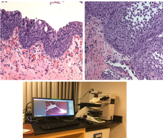 Fig. 4. Raw sample images from URMC slide archive